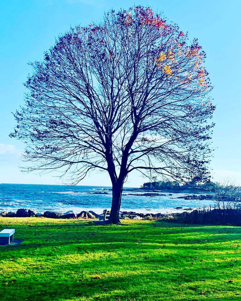 Solitary tree standing against the horizon